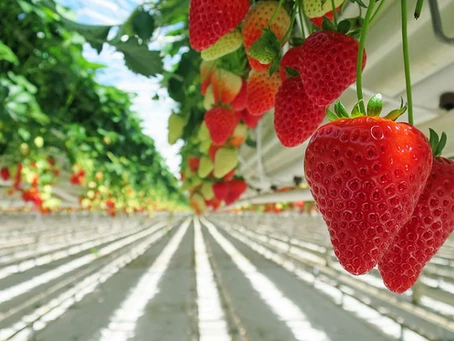 What is the role of TCEA in worldwide strawberry production?