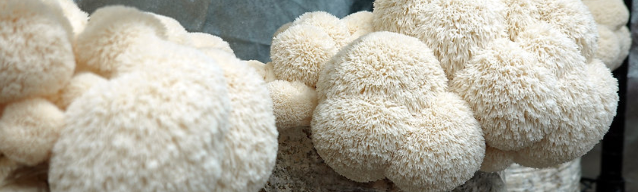 Lion's Mane grown as part of Seedleaves' produce. Lion's Mane grown as part of Seedleaves' produce.