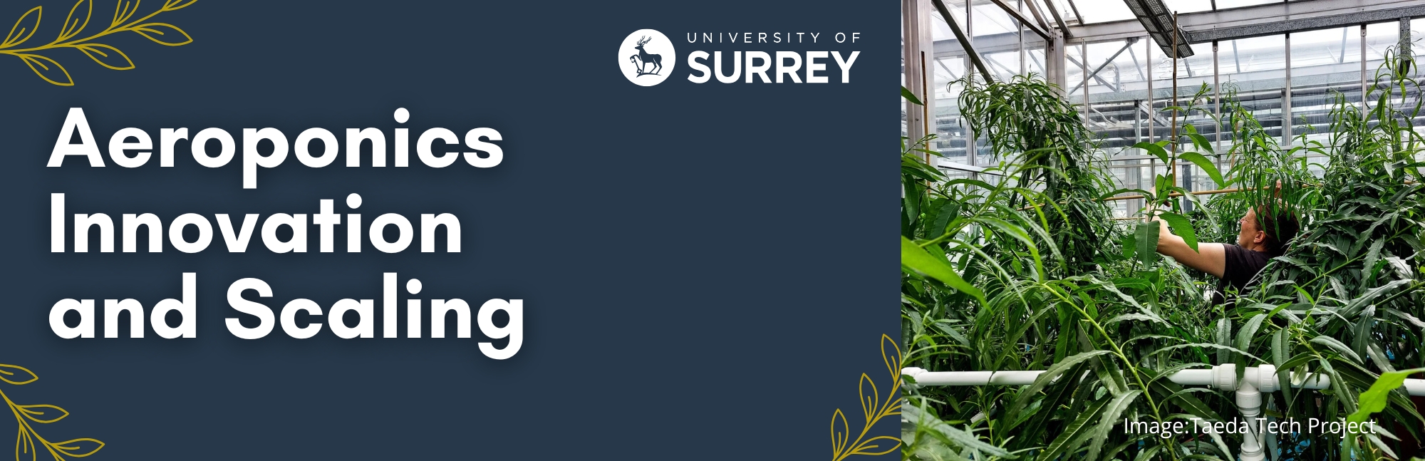 Aeroponics Innovation and Scaling