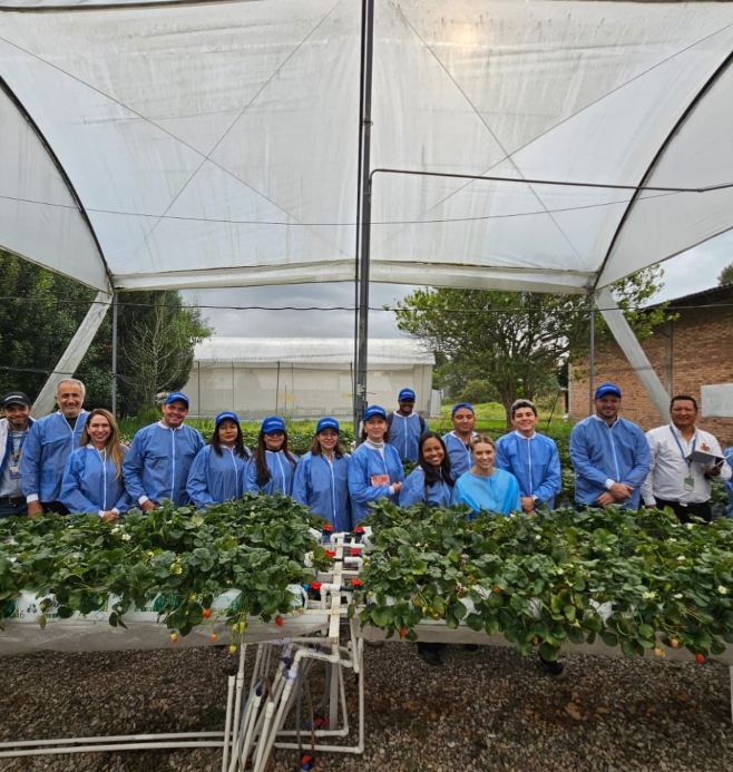 - Strawberry cultivation in a controlled environment 3 - Cerro de Monserrate - Bogota