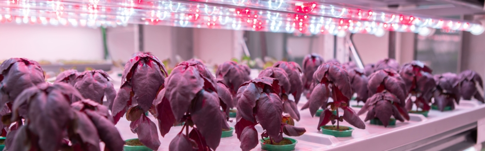 Visionary Farms